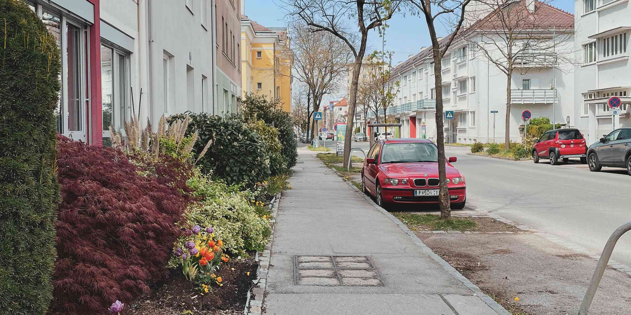 StPölten Josefstadt Blick stadtauswärts, Hecken und Tulpen auf schmalem Vorgarten zum Gehsteig. Auf der Straße stechen zwei rote Autos hervor.