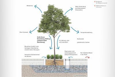 schematische Darstellung des Schwammstadt-Prinzips (Querschnitt eines Straßenbaumes mit Wurzelraum und Unterbau)